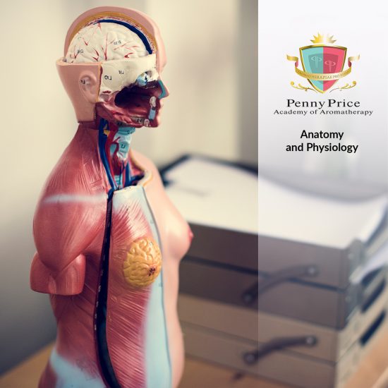 Anatomy and Physiology: E Learning